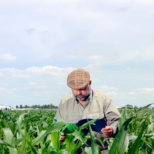 Prof. Dr. William Santos